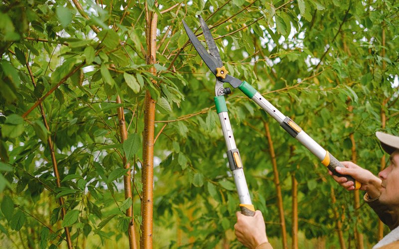 Tree trimming in Locust Fork, AL